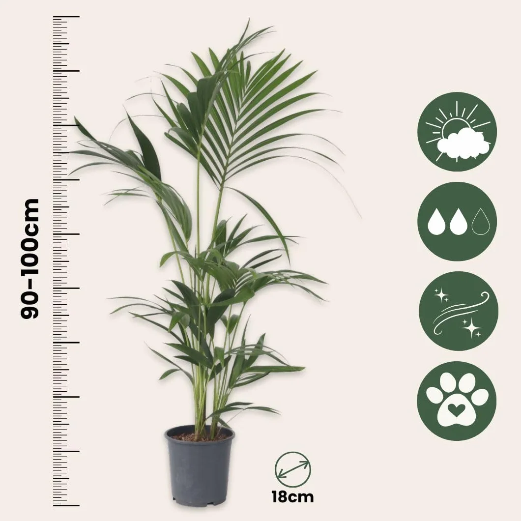 Howea Forsteriana Kentia Palma 18cm 90-100cm Roślina Domowa