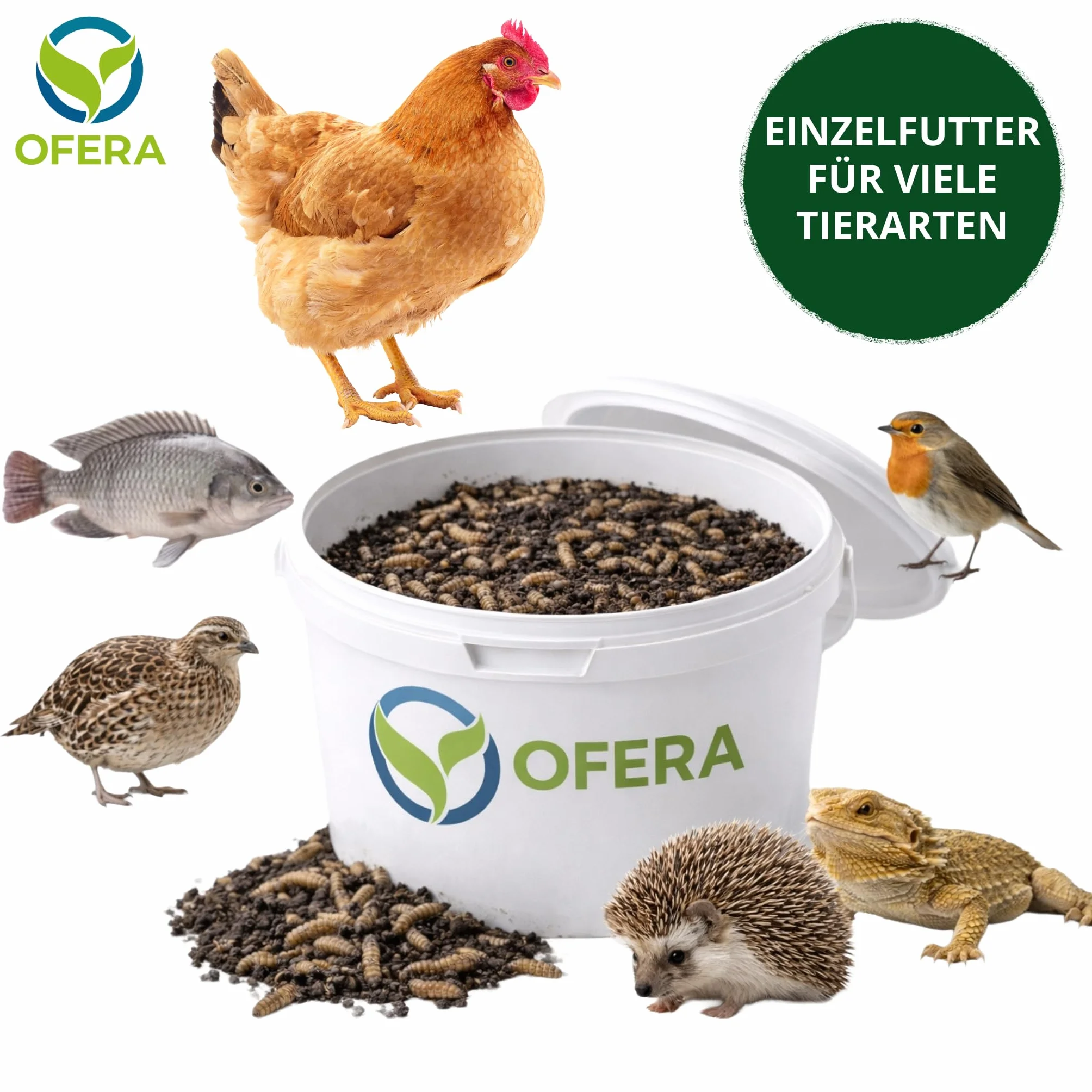 OFERA Black Soldier Fly BSF kolonia startowa larwy na muchy