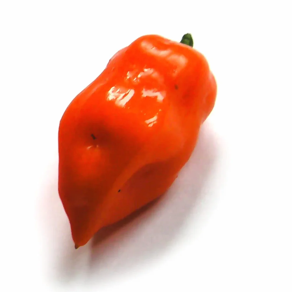 Chili Habanero (Capsicum chinense) - ok. 10 nasion
