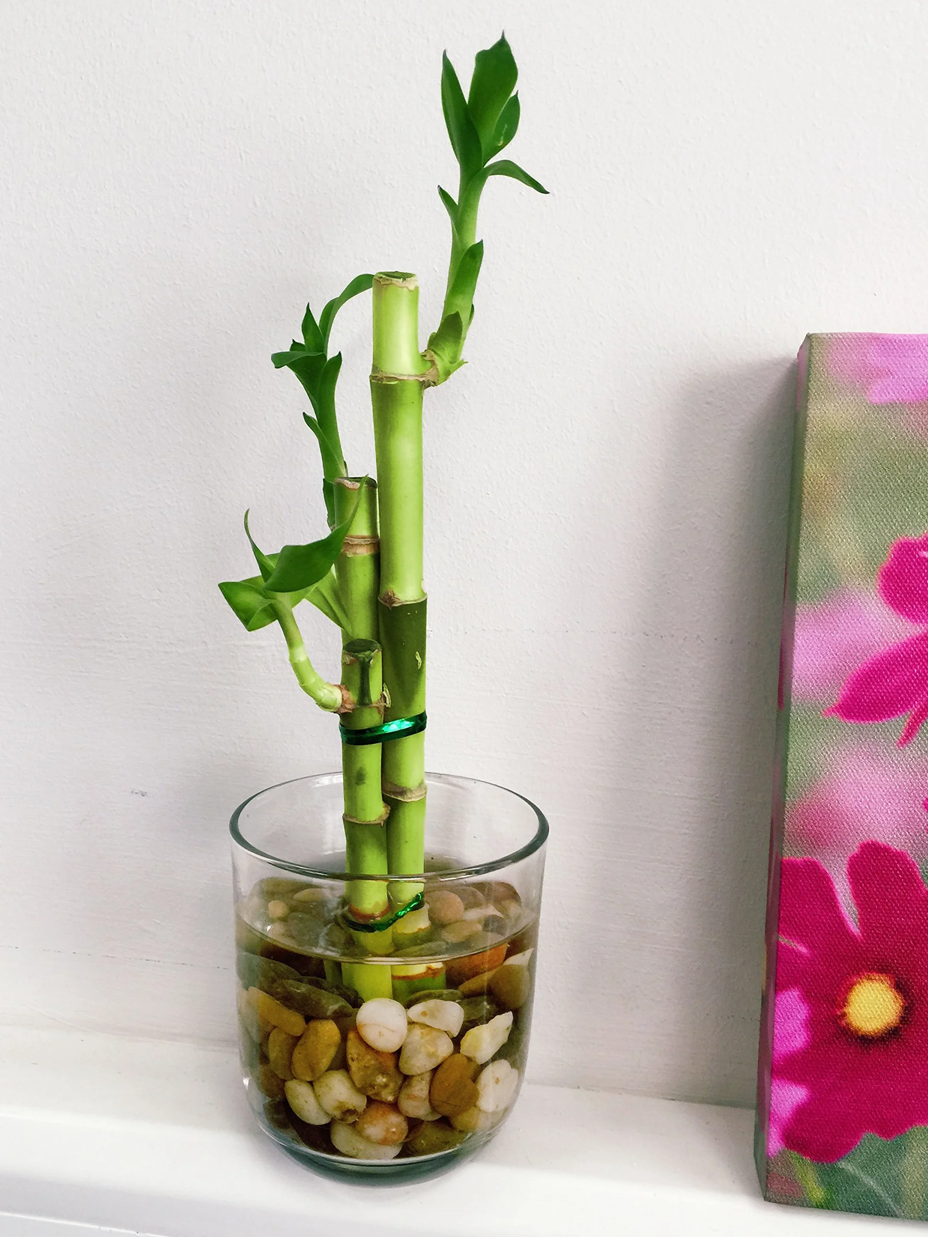 Easy Plants Uaranżowana przynosząca szczęście roślina bambusowa w okrągłym szklanym wazonie z żwirkami - domowe bonsai do Feng Shui