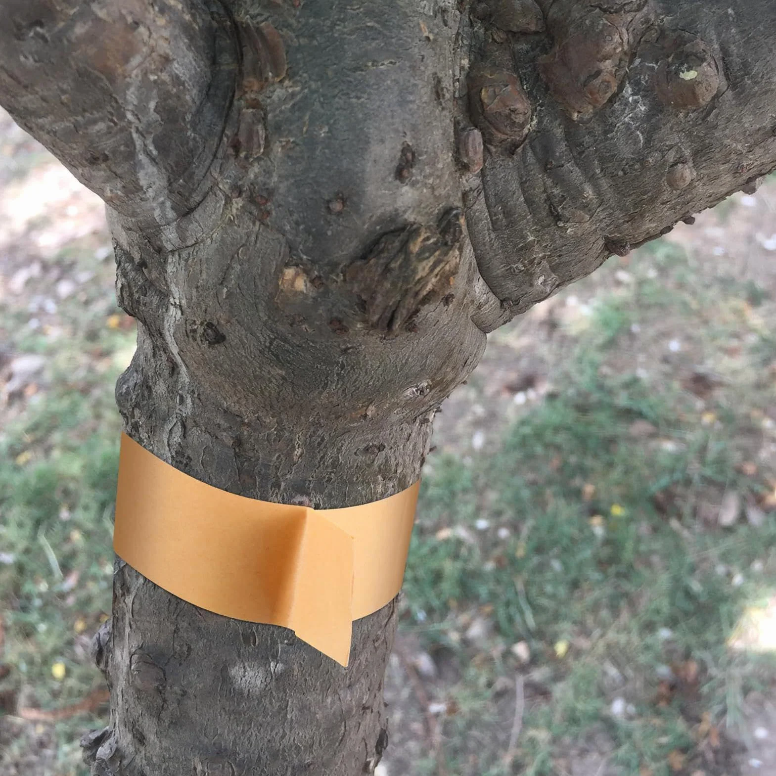 Owijana Taśma Chroniąca Drzewa 50 m x 5 cm Lepka Bariera Ochronna dla Roślin