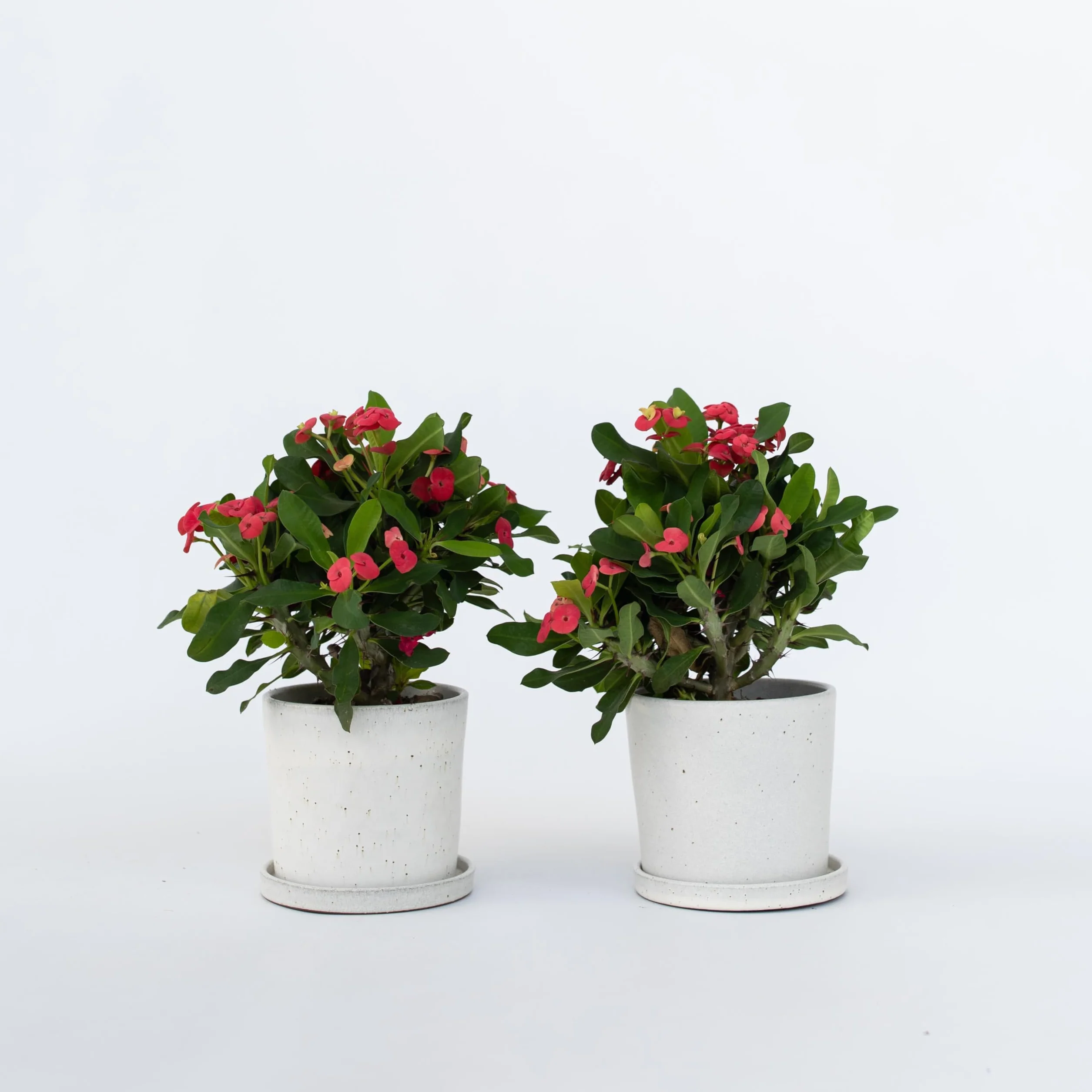 Euphorbia Milii Cierń Chrystusa roślina doniczkowa soczysty ⌀ 13 cm wysokość 25-35 cm zestaw 2 szt.