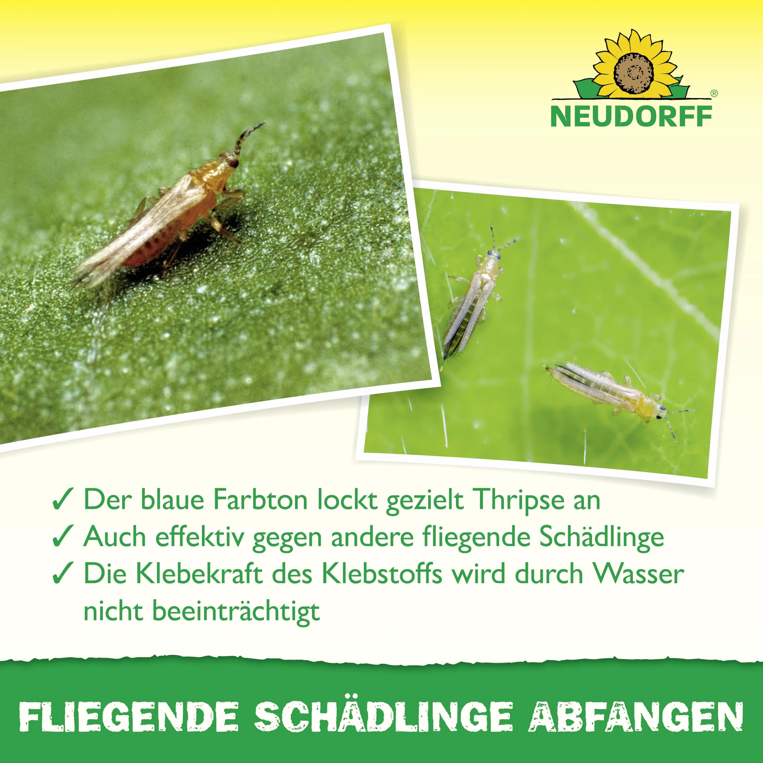 Neudorff Niebieskie naklejki na wciornastki i latające szkodniki, bezzapachowe, bez insektycydów, 10 sztuk