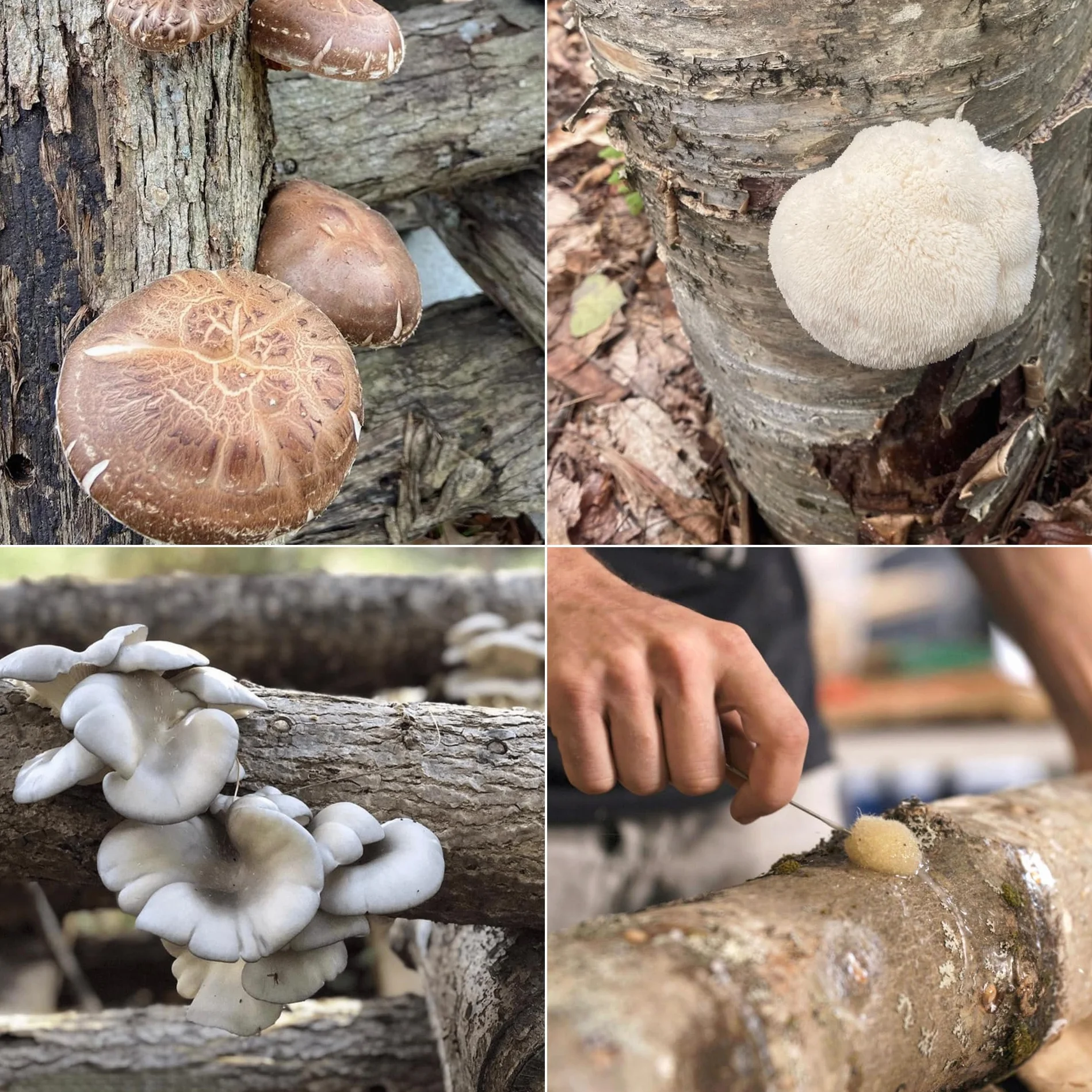 North Spore Zestaw do szczepień kłód | 100 ct Shiitake, lwa grzyba i niebieska ostryga | wosk, koziołki, wiertło, do uprawy grzybów na kłodach zewnętrznych, najwyższej jakości grzybów, ręcznie robione