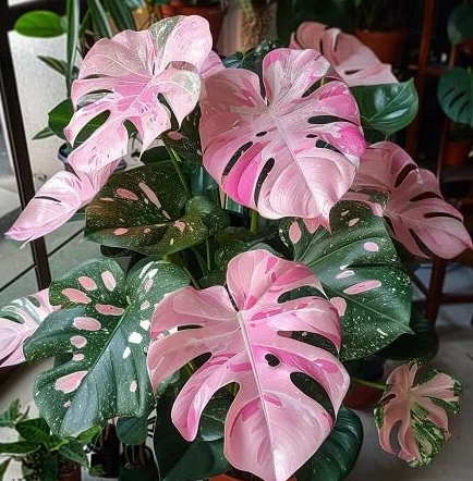 Monstera nasiona 50 szt. świeże