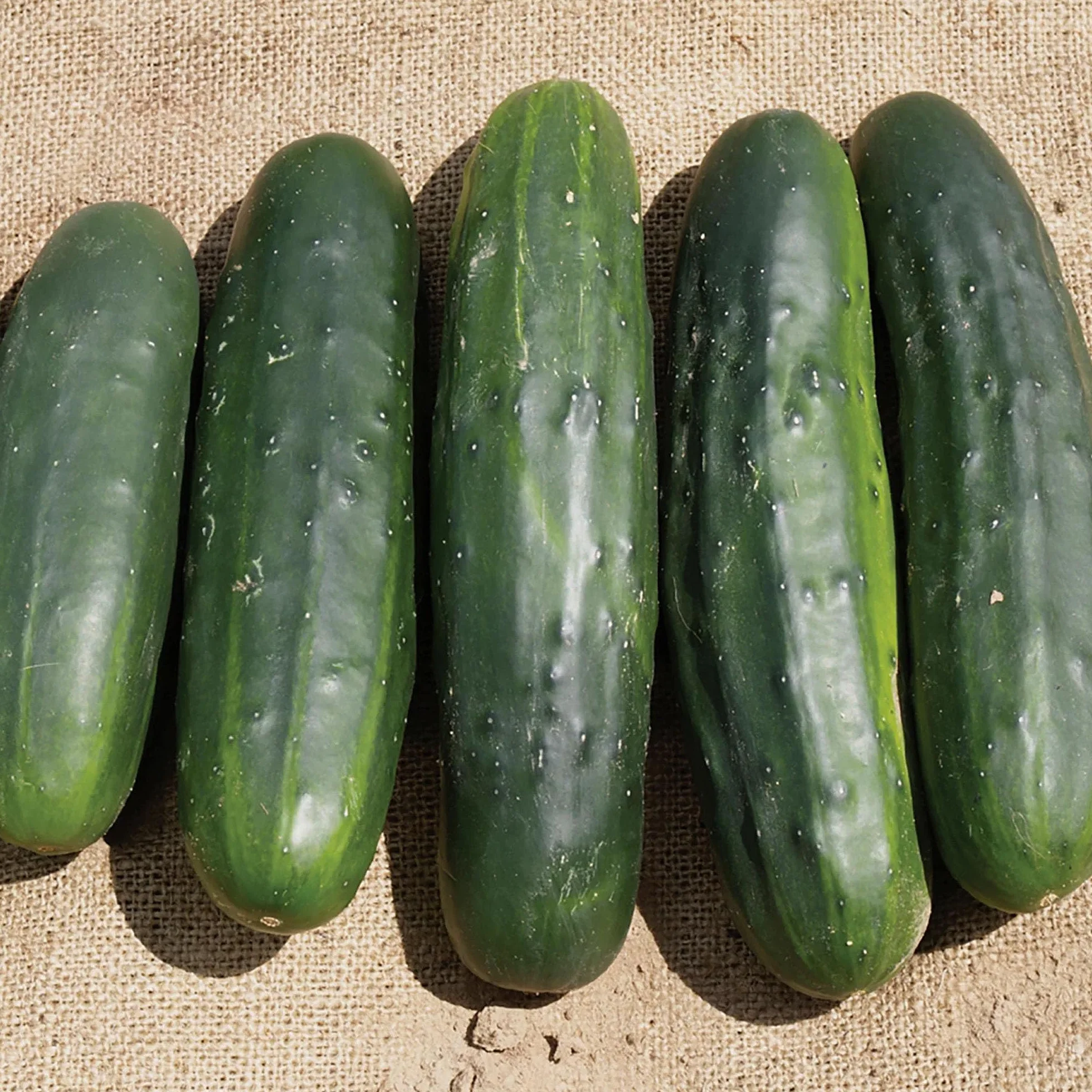 Nasiona ogórka Marketmore 70 organiczne certyfikowane 100% naturalne bez GMO