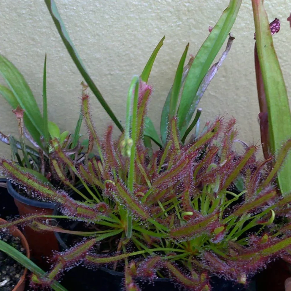 Generic Mięsożerna roślina ogrodowa, 100 szt. Peleryna rosiczka odświeżająca Drosera Capensis mięsożerna roślina ogrodowa łatwa w uprawie