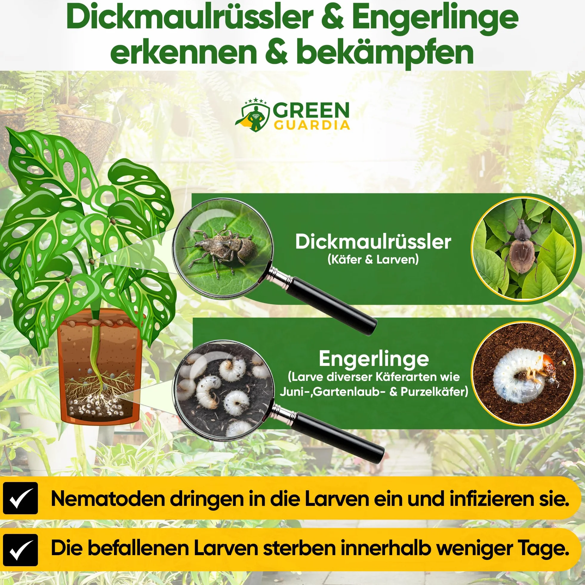 GREEN GUARDIA Nicienie Power HB przeciwko opuchlakowi i pędrakom – 10 mln (20 m²) – biologiczne zwalczanie szkodników, przyjazne dla środowiska, bez chemii, łatwe w użyciu i bezpieczne dla ludzi i