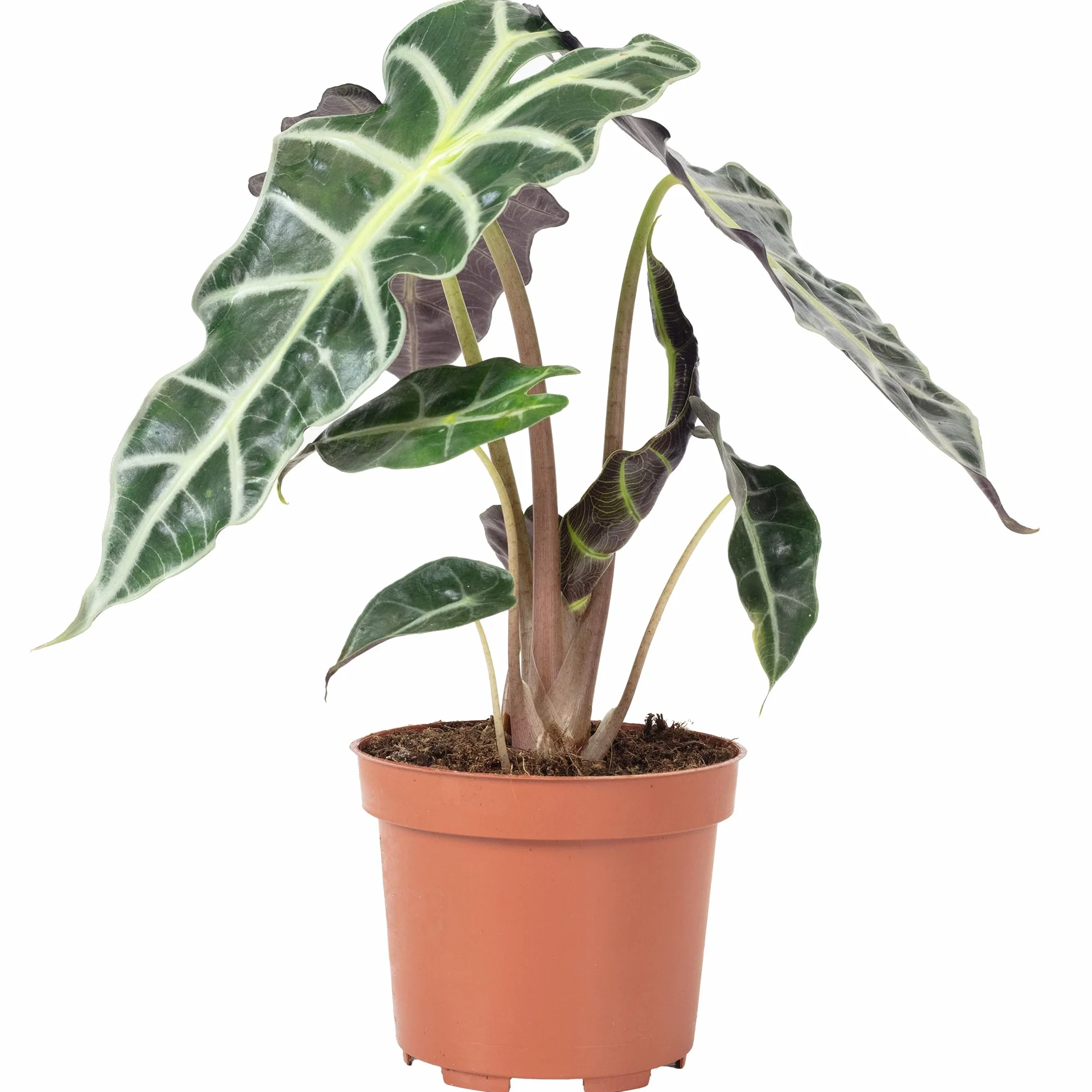 Arrow - prawdziwa roślina pokojowa, alocasia 'Polly' - wysokość ok. 25 cm, średnica doniczki 12 cm
