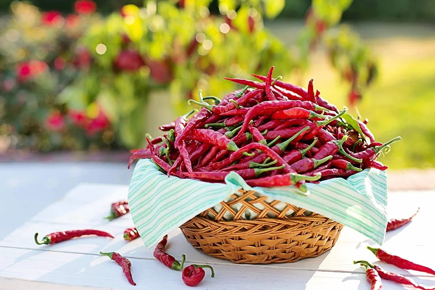 Zestaw do uprawy chili prezent dla mężczyzn