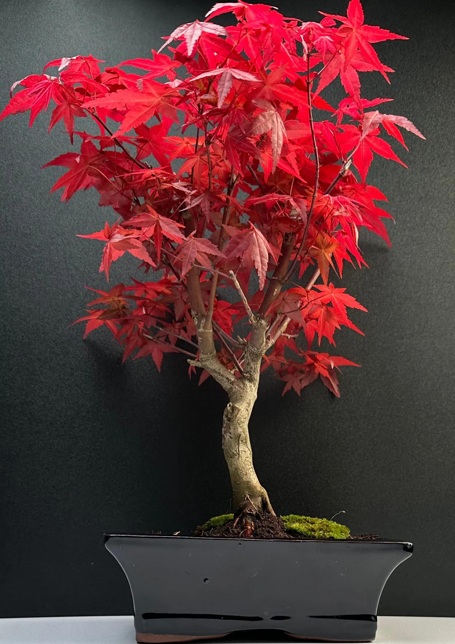 Bonsai z ceramiczną doniczką - 20 cm miska ok. 6 lat, Acer Deshojo/japoński klon wachlarzowy - Acer (klon) Bonsai/Ligustrum, Ficus, Carmona, Podocarpus, chiński elm - ok. 9-11 lat