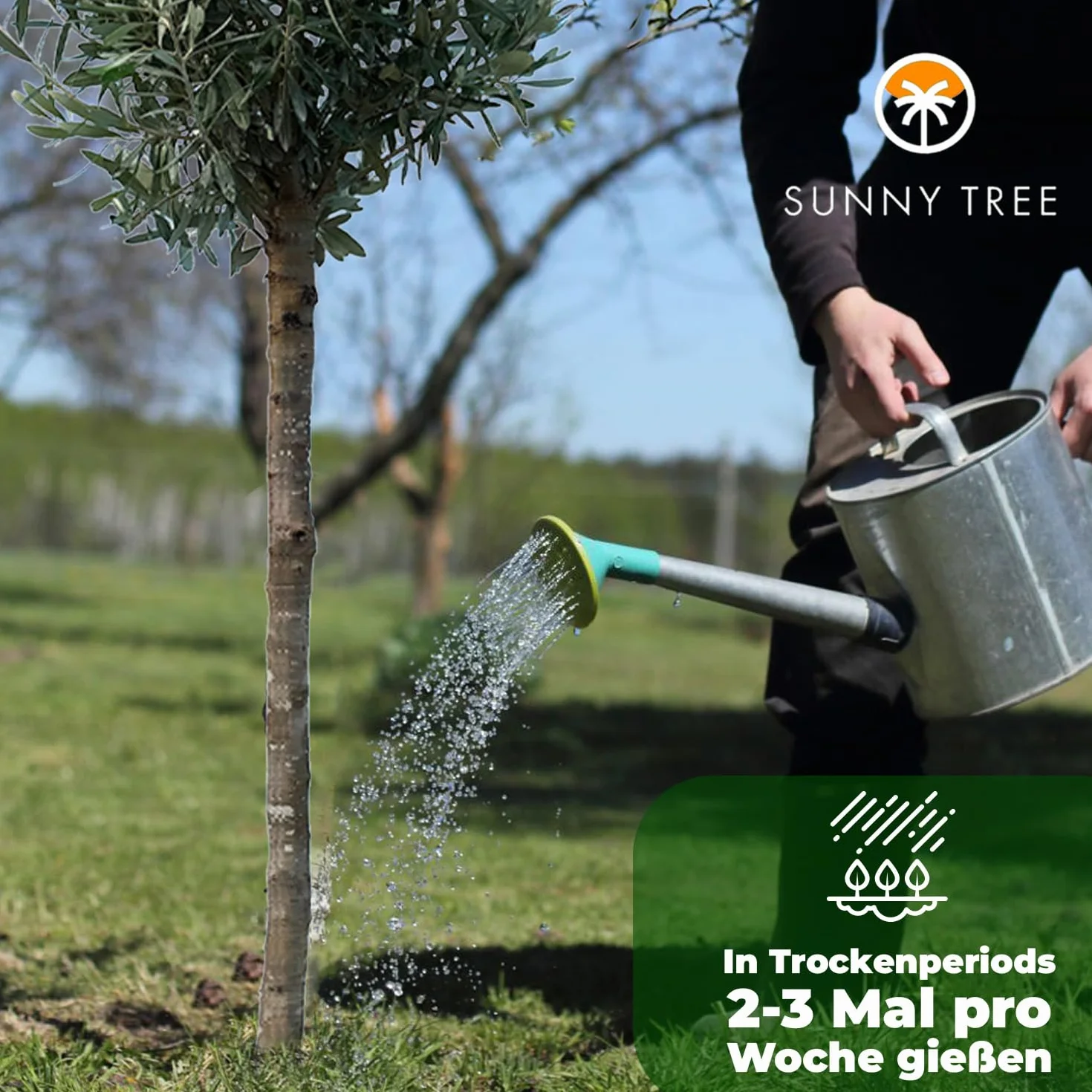 GreenWorld Drzewo Oliwkowe 160 cm Mrozoodporne do -18 C Olea Europaea Do Ogrodu