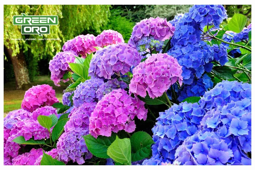 FLOWERS ACID 5KG Nawóz do hortensji i roślin kwasolubnych