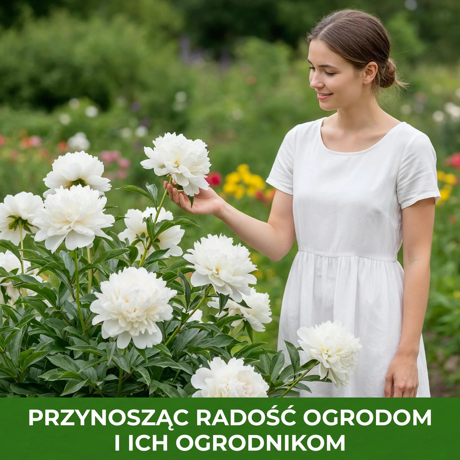 Piwonia Dark Red Passion (1 roślina), hybryda dużej piwonii, odporna bylina, rośliny z Holandii do ogrodu i doniczek (bez nasion, cebul i nie sztuczne)