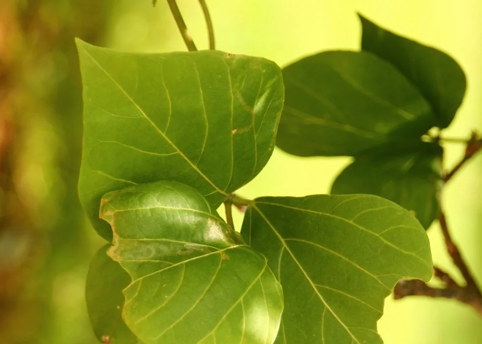 Erythrina crista galli Karaibski Krzew Koralowy - 6 Nasiona - Z pożywką