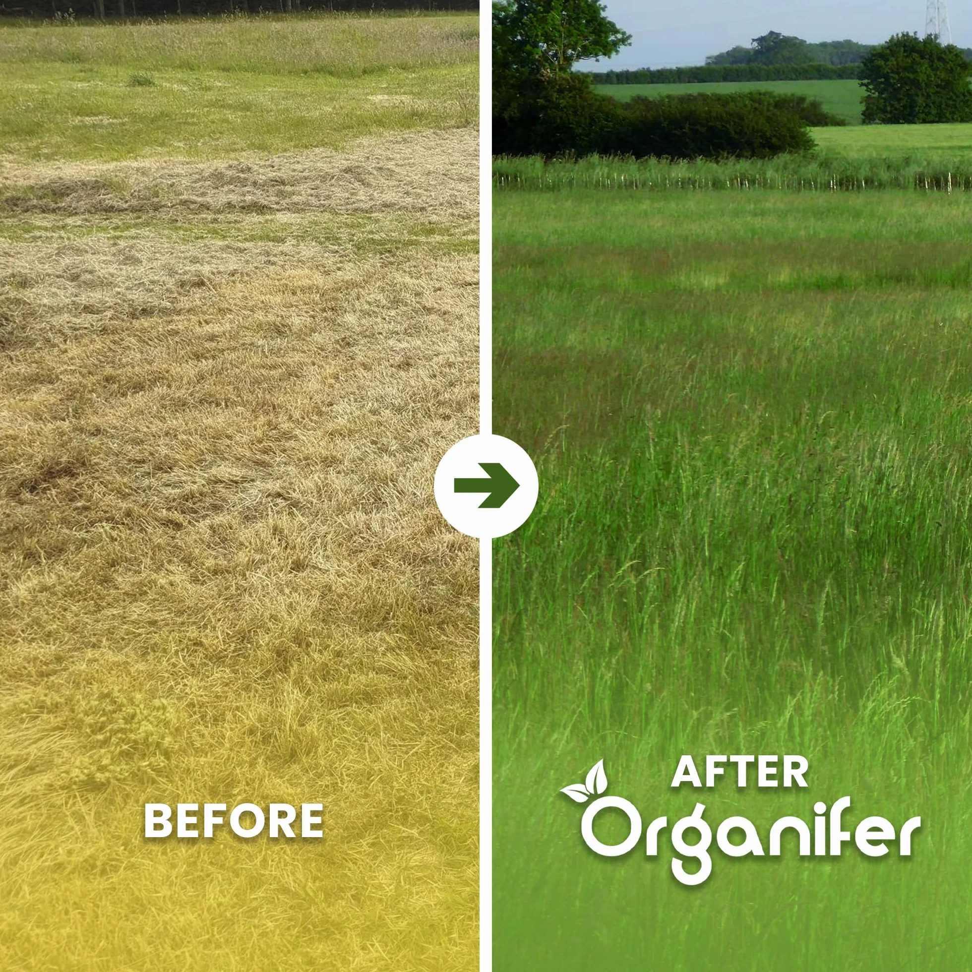 Nasiona Kentucky Bluegrass - 15 Kg - 3000 M2 - specjalnie dla koni i małych zwierząt gospodarskich – preria – mieszanka na pastwiska – certyfikowana przez holenderski NAK – Organifer