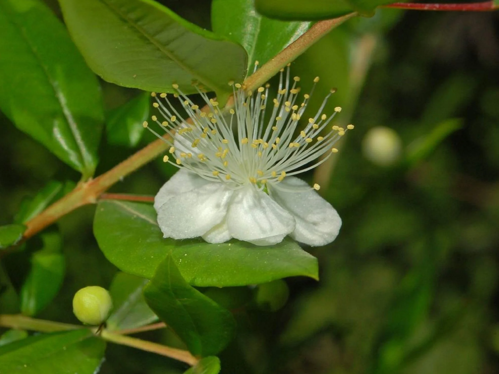 Nasiona mirtu (Myrtus Communis) - 100 sztuk