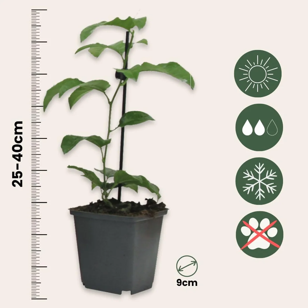 Plant in a Box - Passiflora - Męczennica - Zestaw 6 sztuk - 3 różne kolory - Rośliny Mrozoodporne - Doniczka 9cm - Wysokość 25-40cm