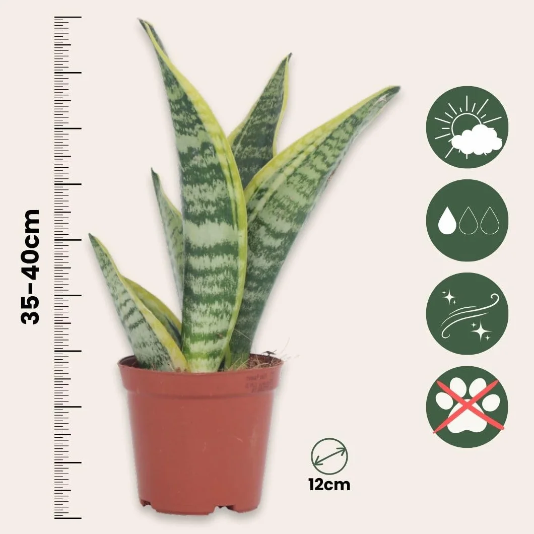 Plant in a Box - Wężownica - Język teściowej - Zestaw 2 sztuk - Sansevieria 'Futura Superba' - Doniczka 12cm - Wysokość 35-40cm