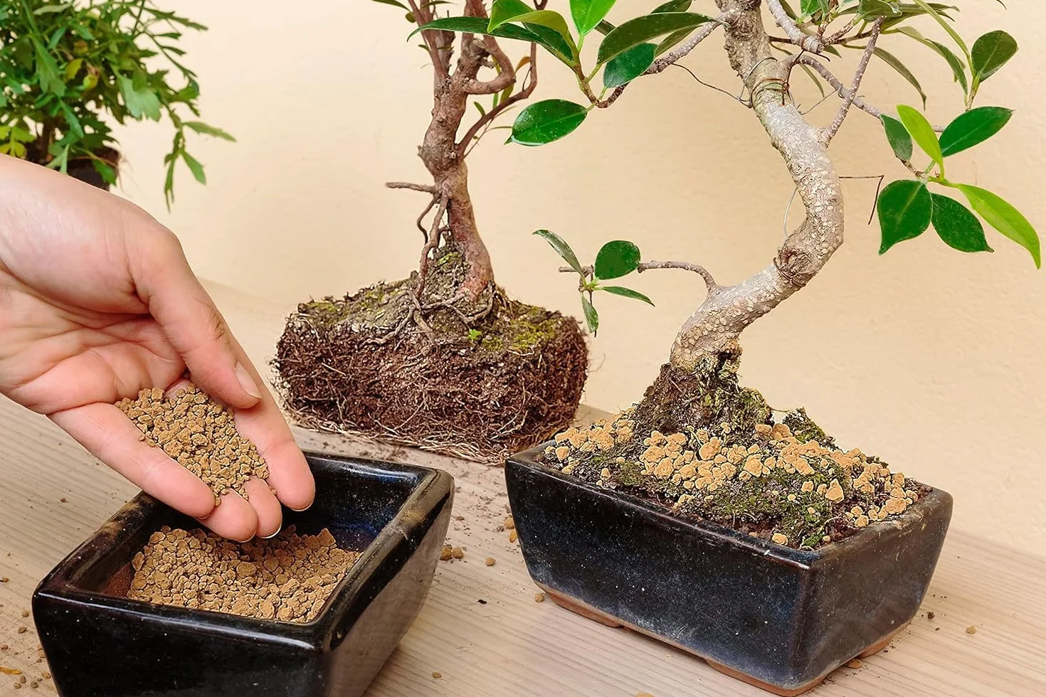 R&R SHOP – japońska Akadama twarda jakość do uprawy Bonsai, o granulacji od 2 do 6 mm (3L)