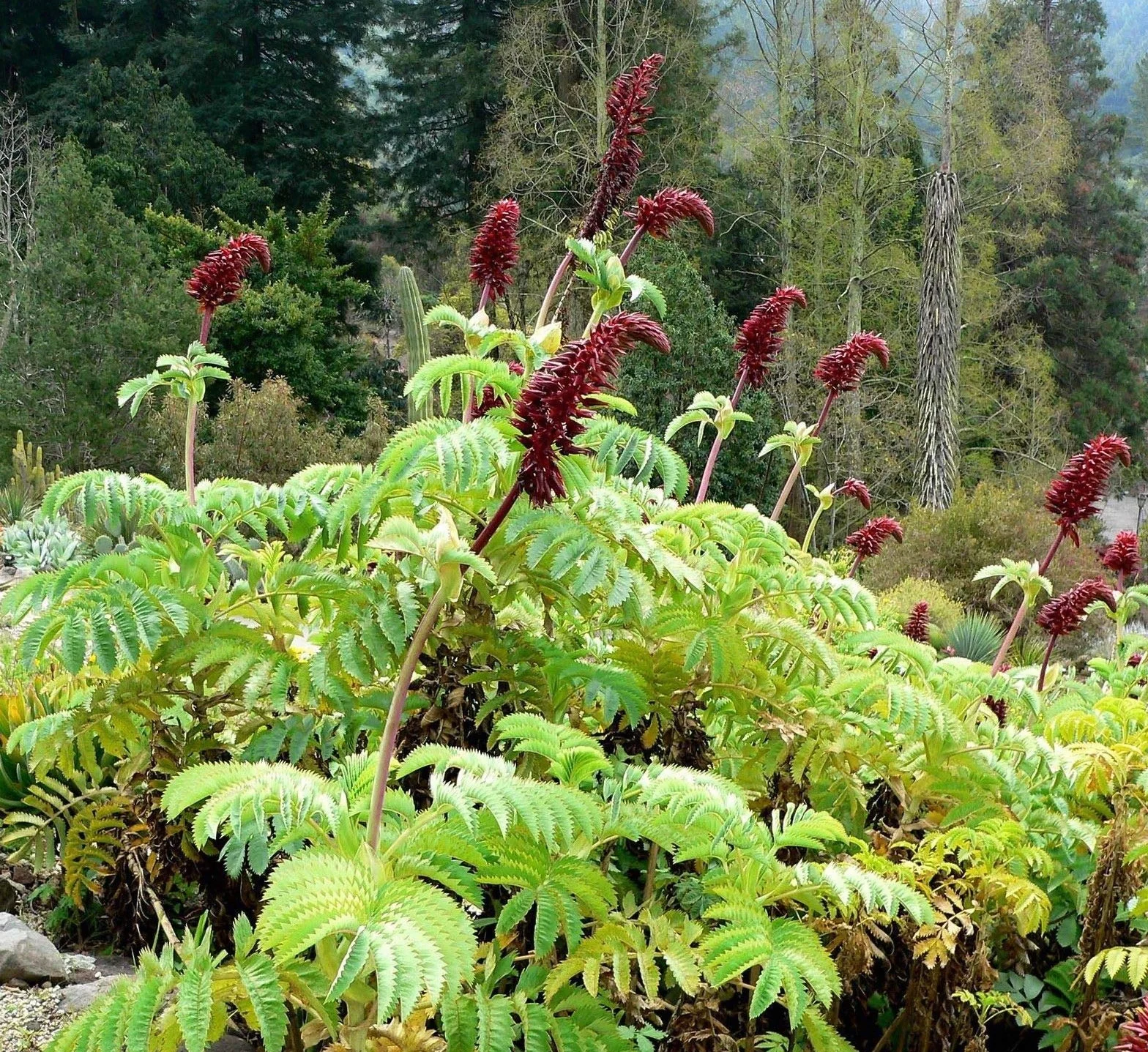 Portal Cool Melianthus Major krzew miodu 1 fortepian