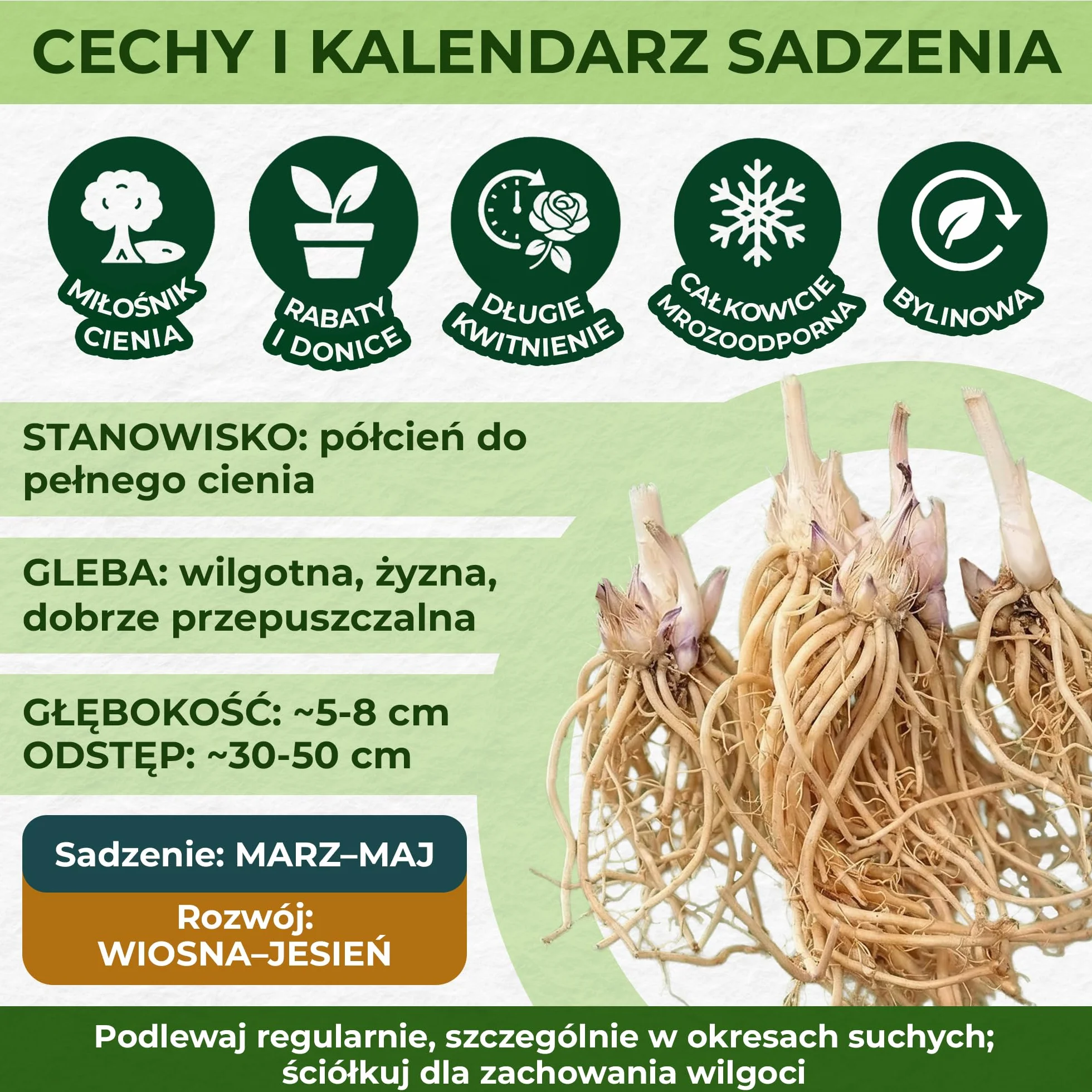 Hosta Blue Collection 5 odmian duże byliny z gołymi korzeniami
