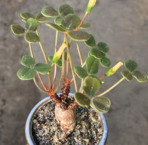 Carnosa Legno-Sorrel | Oxalis Megalorrhiza sukulente Piante - Caudex/Bonsai