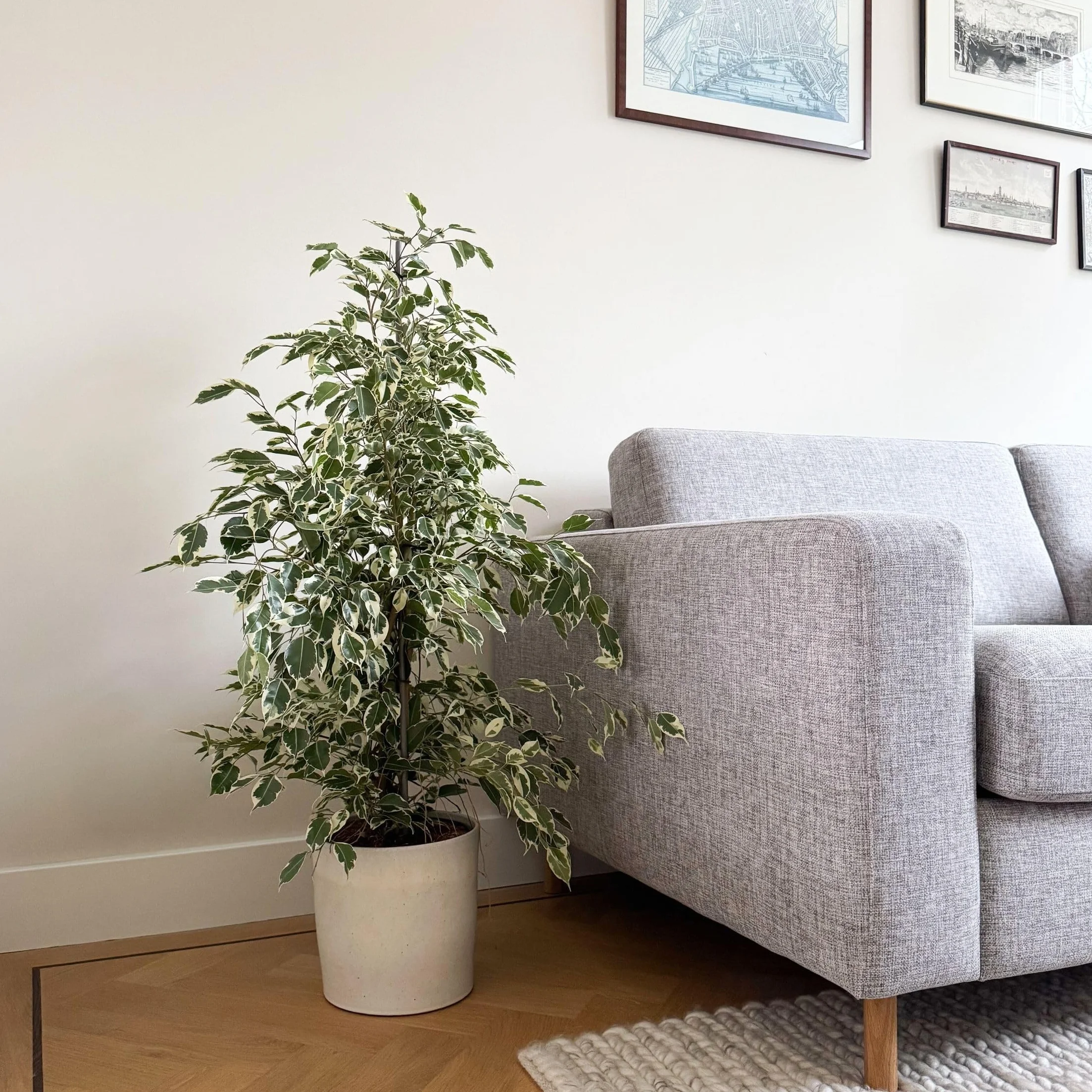 Ficus Benjamina Twilight Roślina Doniczkowa 21cm 100-110cm