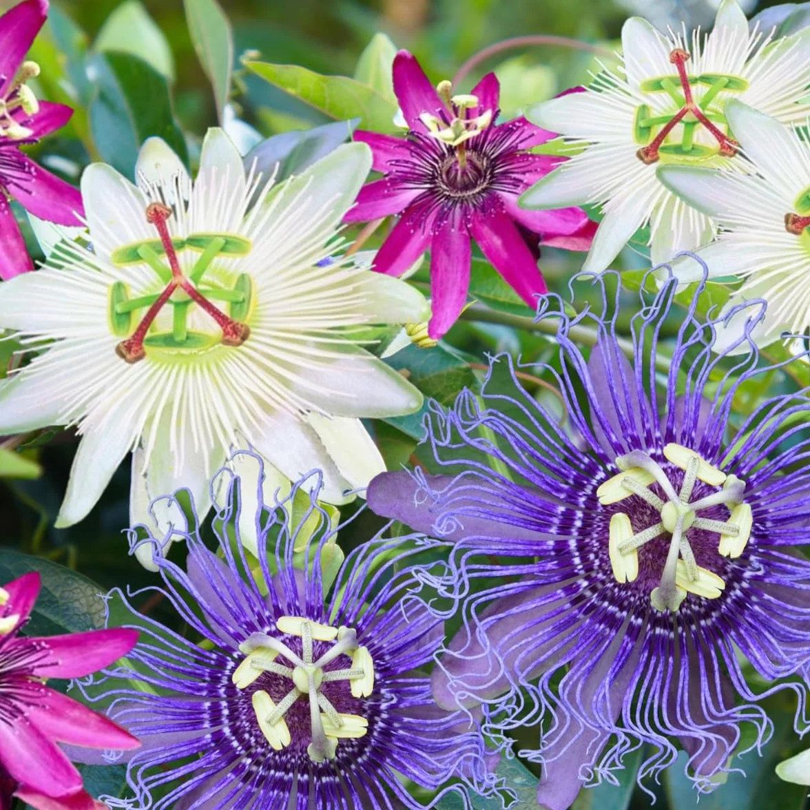 Plant in a Box - Passiflora - Męczennica - Zestaw 6 sztuk - 3 różne kolory - Rośliny Mrozoodporne - Doniczka 9cm - Wysokość 25-40cm