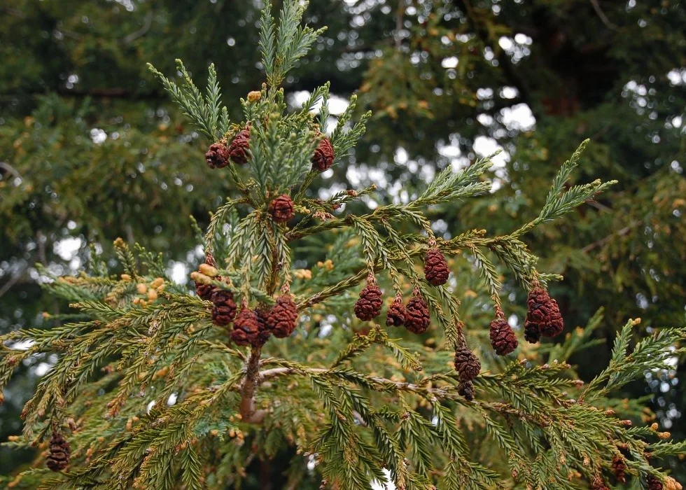 SAFLAX - Sekwoja Przybrzeżna - 50 Nasiona - Z pożywką wolną od zarazków - Sequoia sempervirens