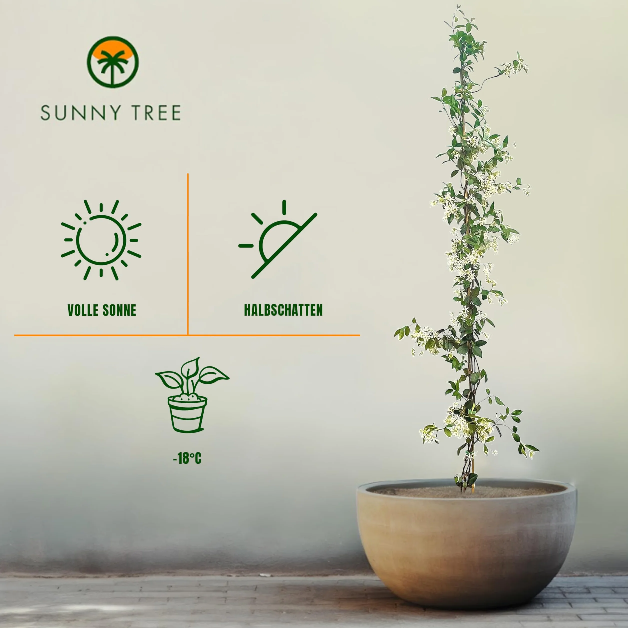 Jaśmin Toskański Trachelospermum Jasminoides 120 cm Roślina Pnąca Mrozoodporna A+