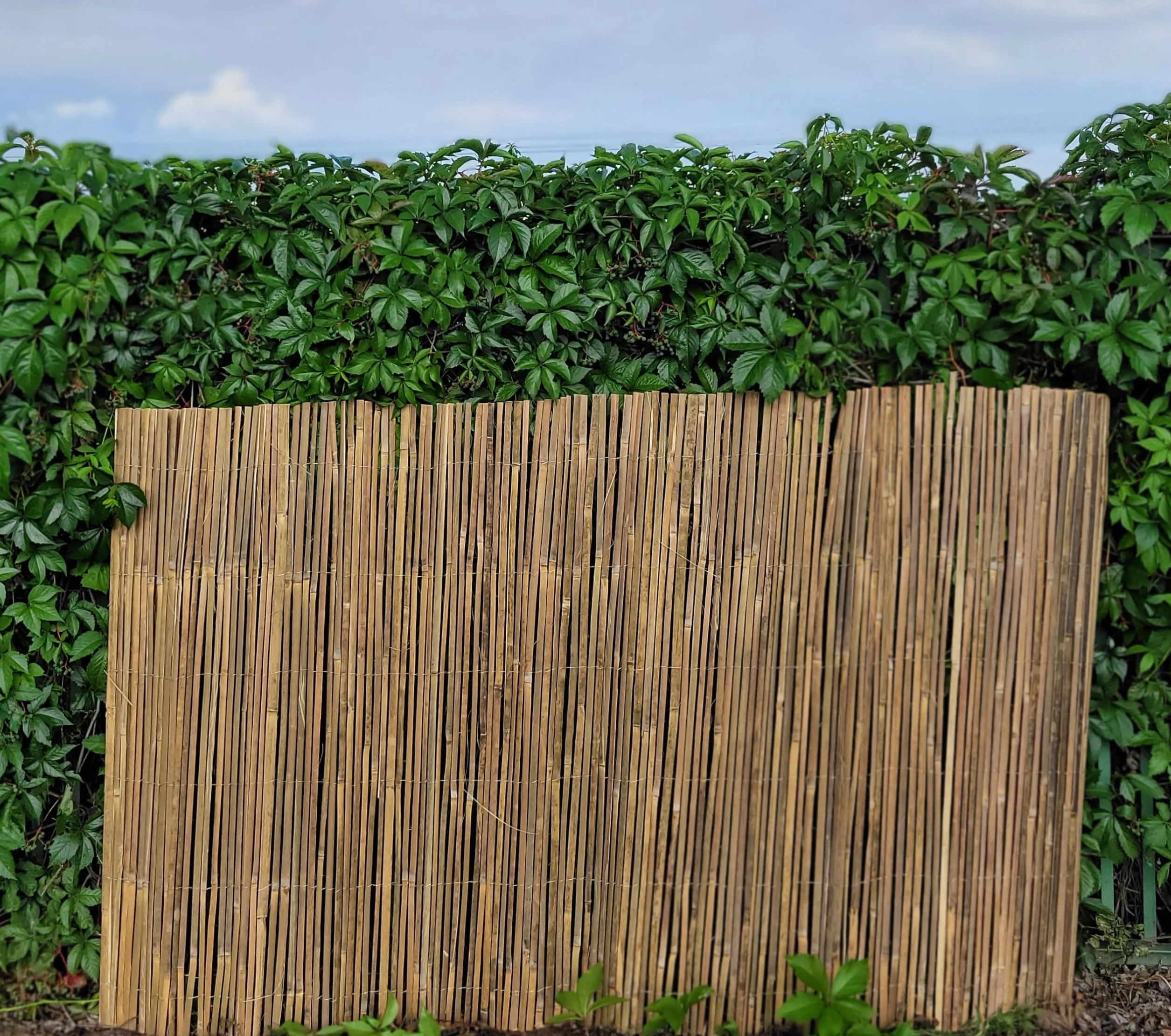 Mata bambusowa z listewek 150 x 300cm
