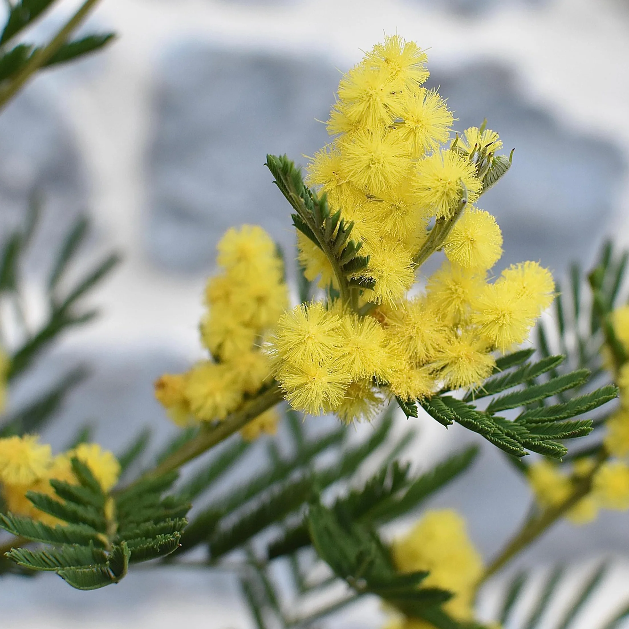 Plant in a Box - Akacja Srebrzysta - Acacia dealbata Mimosa - Zestaw 3 sztuk - Doniczka 9 cm - Wysokość 25-40cm - Rośliny ogrodowe
