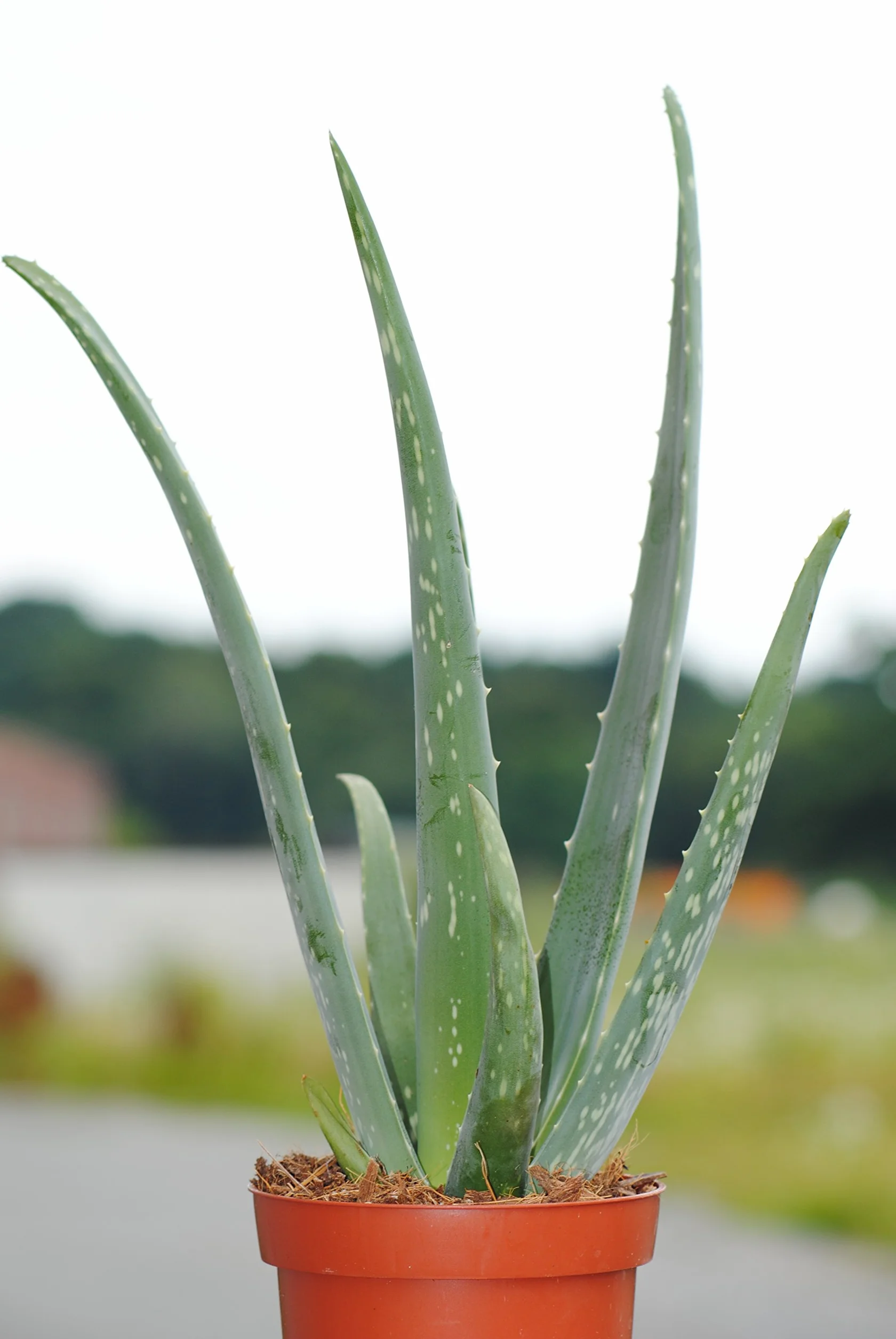 Aloes w doniczce 12 cm, wysokość 40 cm, 3 sztuki