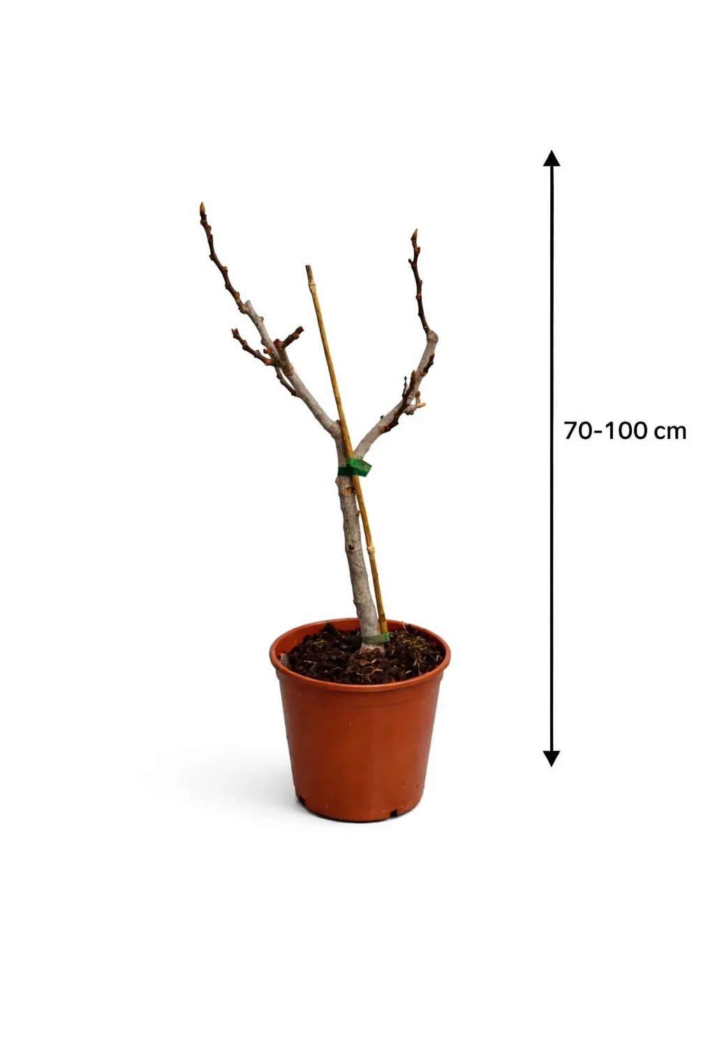 Figa mrozoodporna Ficus carica Turkey 70-100 cm drzewko figowe brązowe