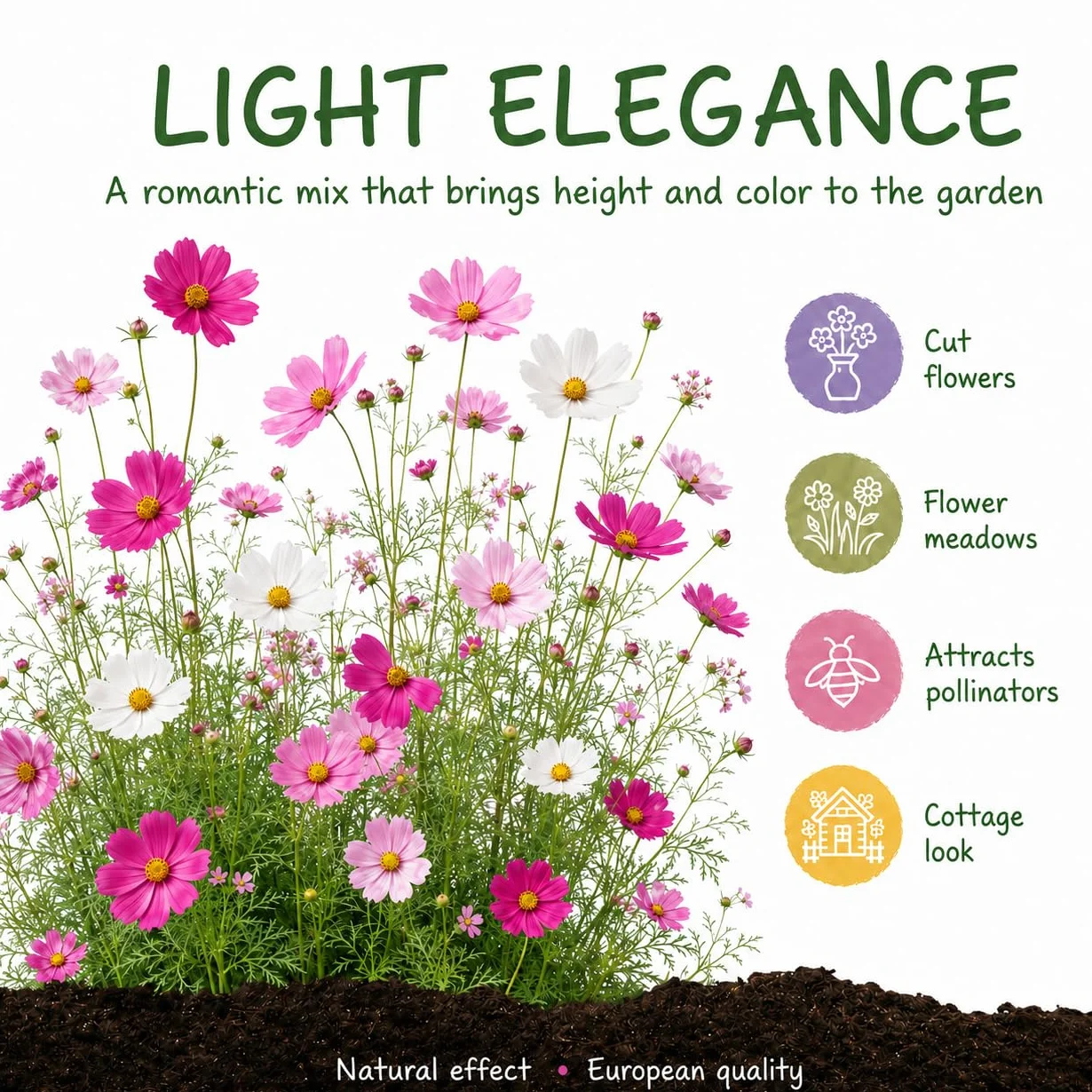 Cosmos bipinnatus Seeds Mix white pink fuchsia 1000 nasion wysokość 80-120 cm kwiaty cięte