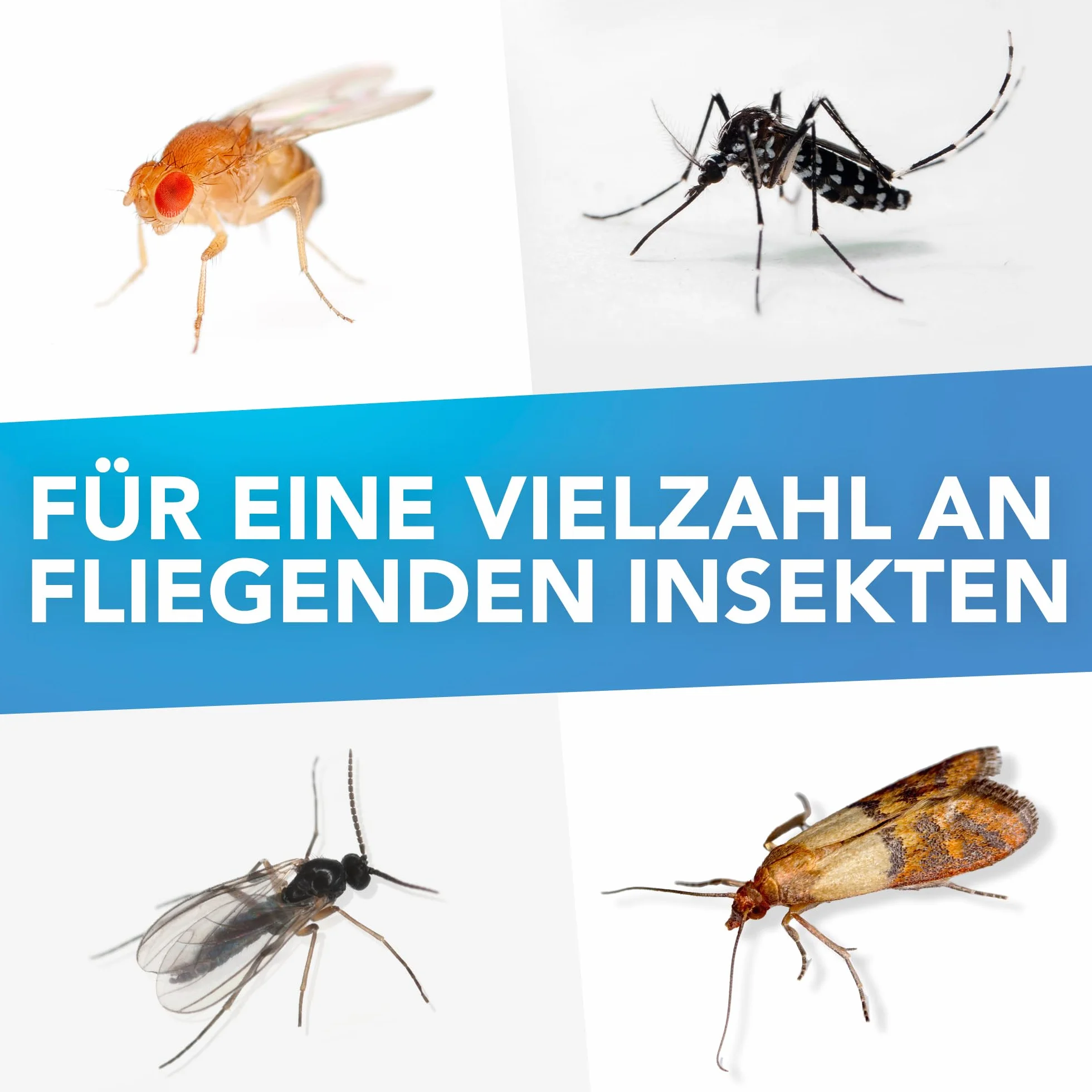 Raid Essentials pułapka świetlna LED na muchy, muszki owocówki i mole, ochrona 24/7, bezzapachowa, 1 szt.