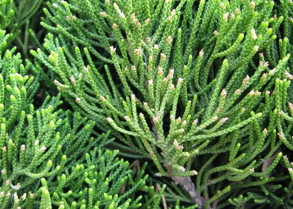 SAFLAX Bonsai Chiński Jałowiec Juniperus chinensis 30 Nasiona