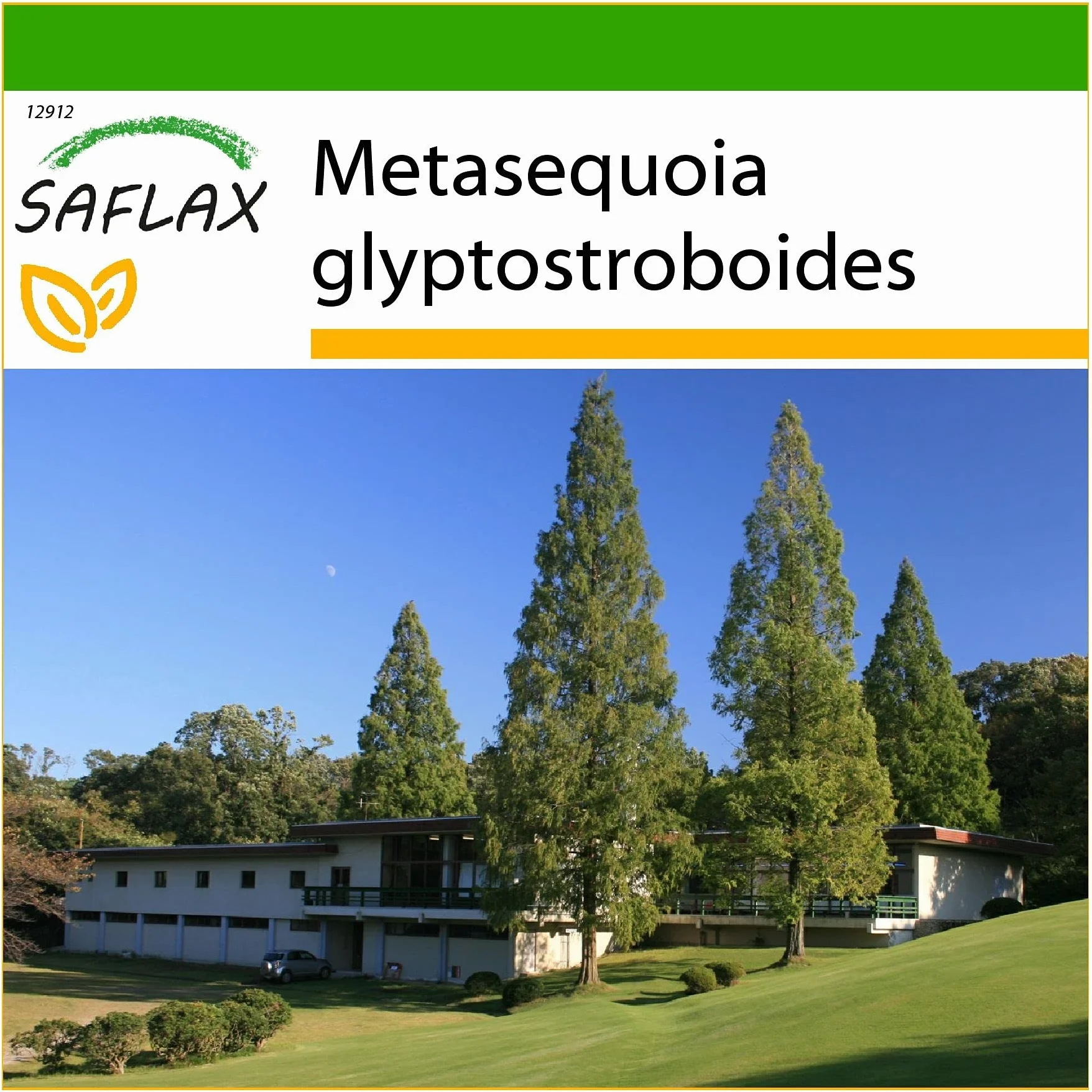 SAFLAX Sekwoja Metasequoia glyptostroboides 60 Nasiona
