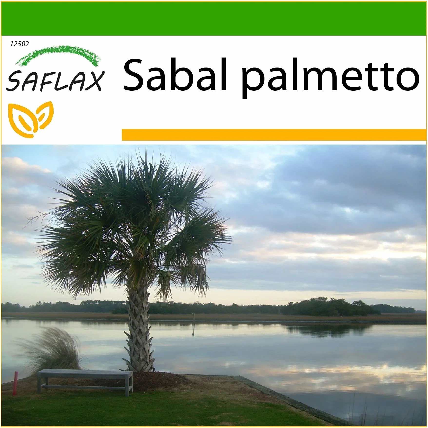 SAFLAX Palma Palmetto 8 Nasiona Sabal palmetto