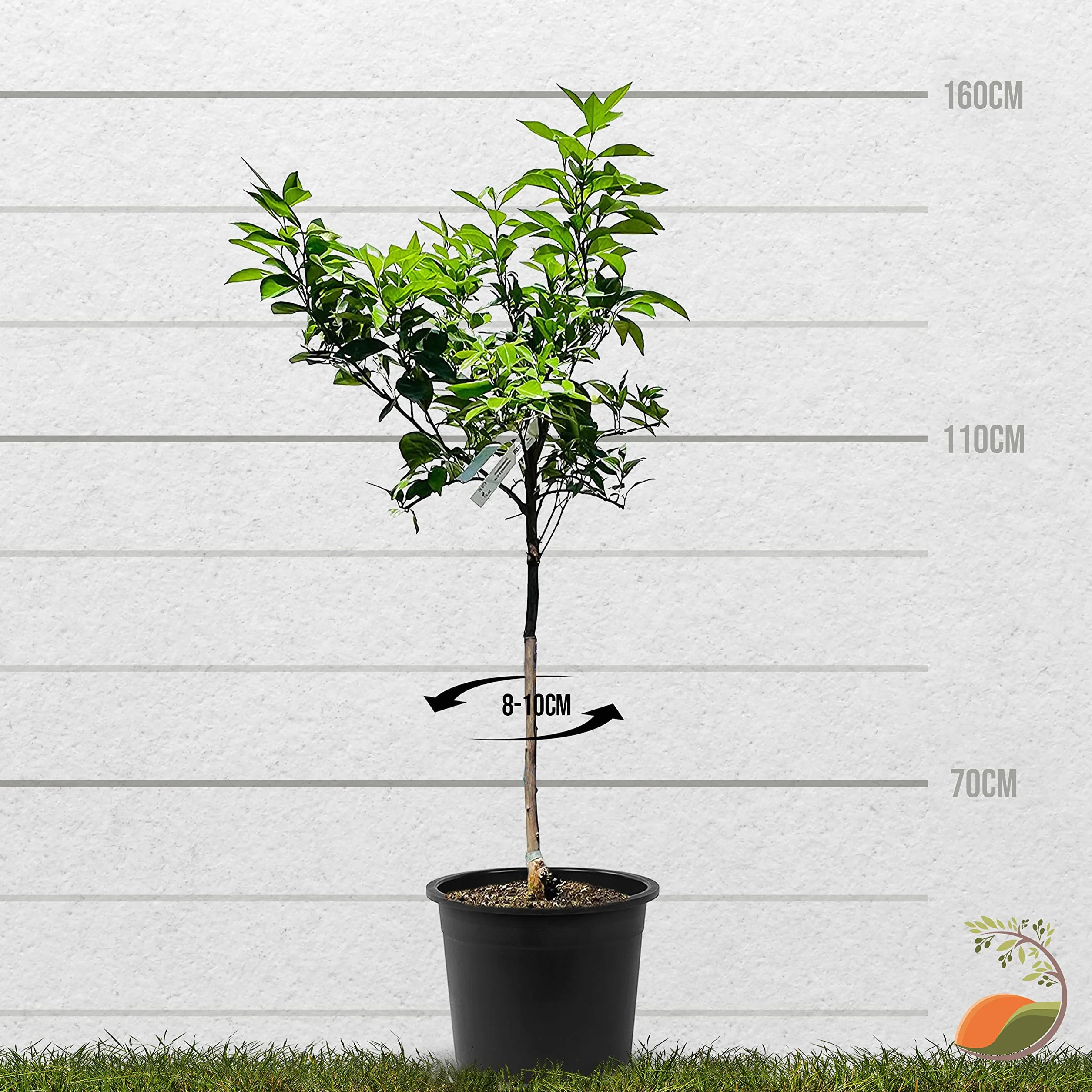 TropicTrees Drzewko pomarańczowe Citrus Sinensis 160 cm obwód pnia 8-10 cm