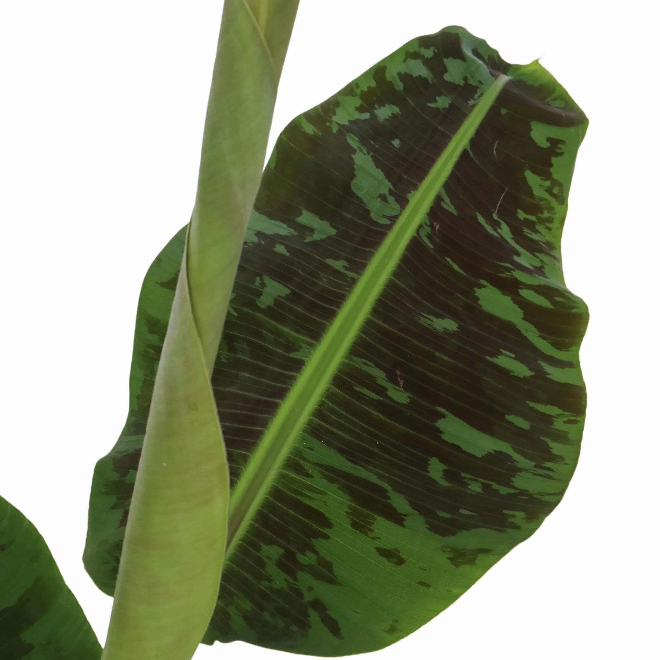 Musa 'Darf Cavendish' Bananowiec Doniczka 21cm Wysokość 90-100cm
