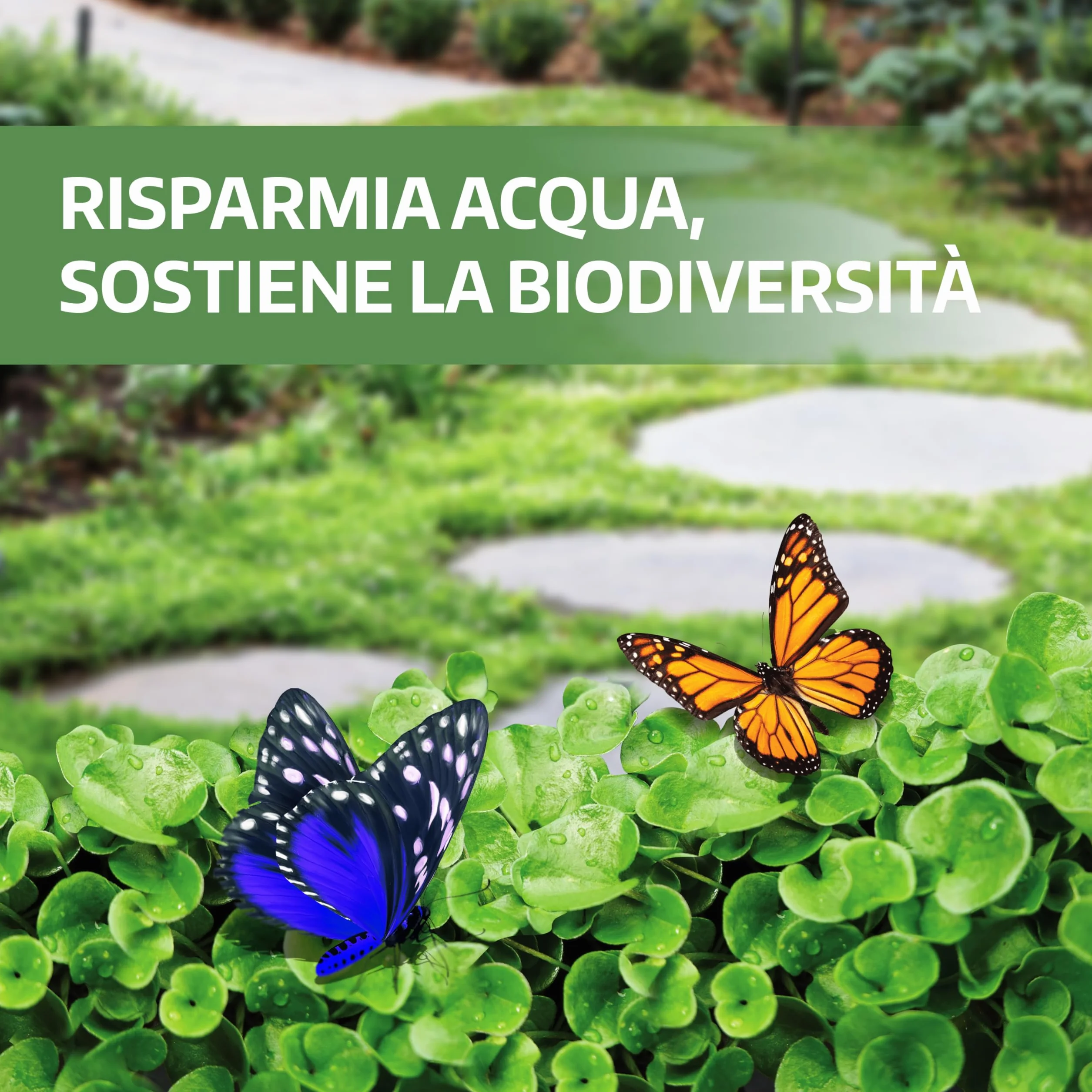 LERAVA® Dichondra repens [Nie wymaga cięcia] - 20m² - Ekstremalna odporność na warunki atmosferyczne i deptanie - Nasiona Dichondra repens - obszarów zacienionych i słonecznych - Made in Italy - 200g
