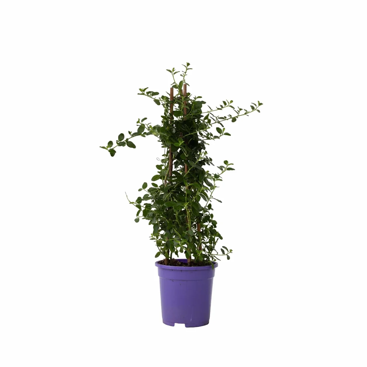 Ceanothus Prusznik Krzew ogrodowy Doniczka 17cm Wysokość 60-70cm