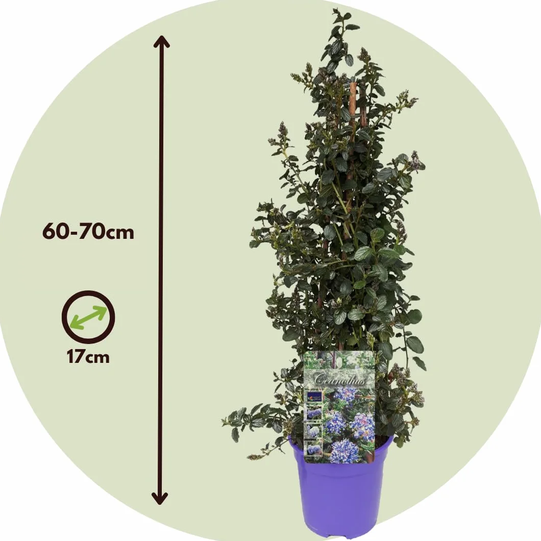 Ceanothus Prusznik Krzew ogrodowy Doniczka 17cm Wysokość 60-70cm