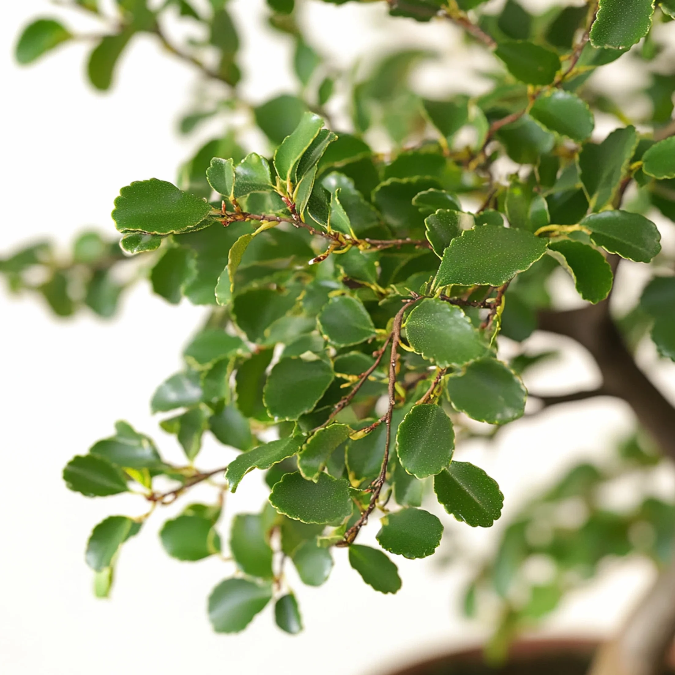 Plant in a Box - Bonsai 'Zelkova' - W kształcie litery S - Wysokość 20-30 cm - Rozmiar doniczki 15cm