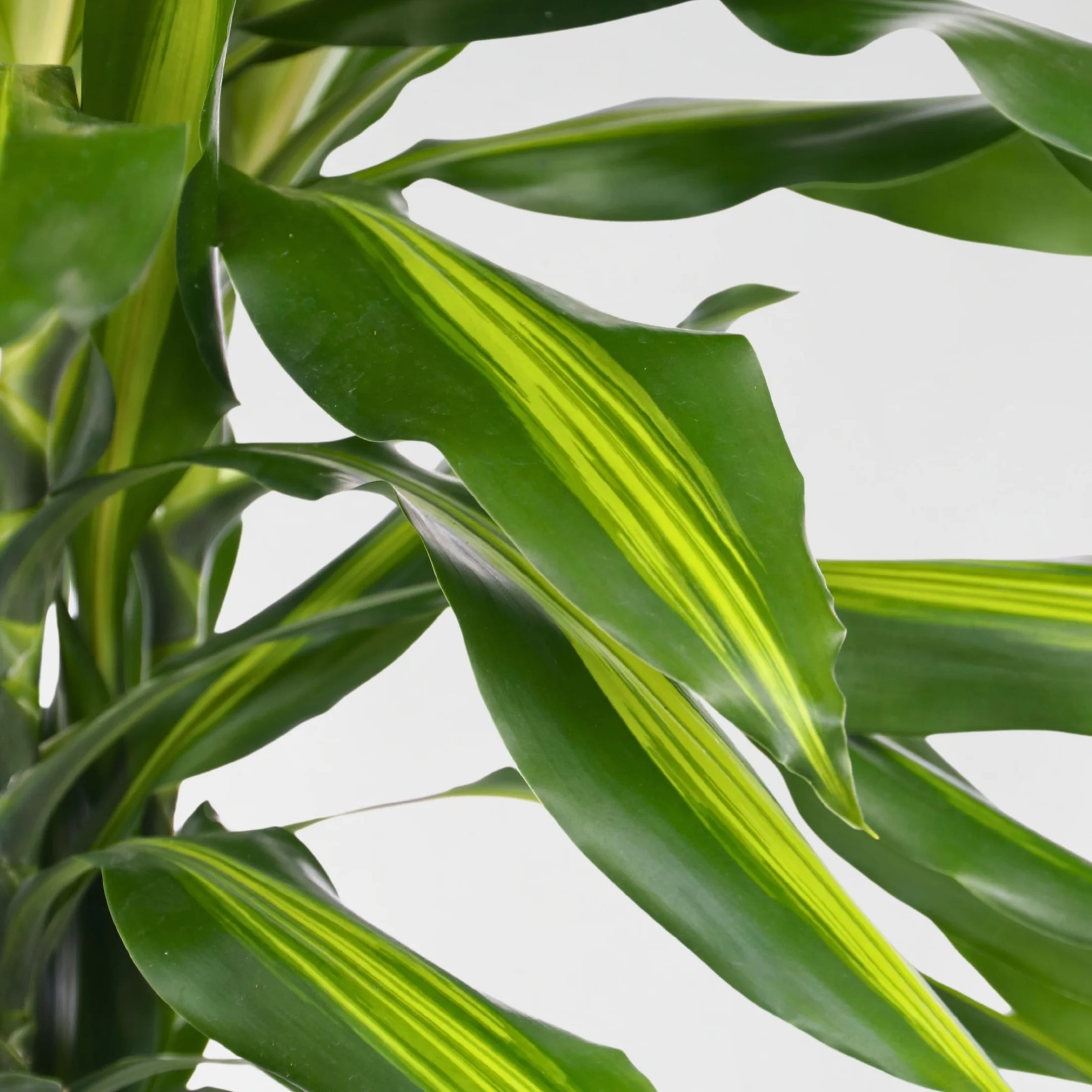 Dracaena fragrans 'Cintho' Smocze drzewo Doniczka 24cm Wysokość 140-150cm