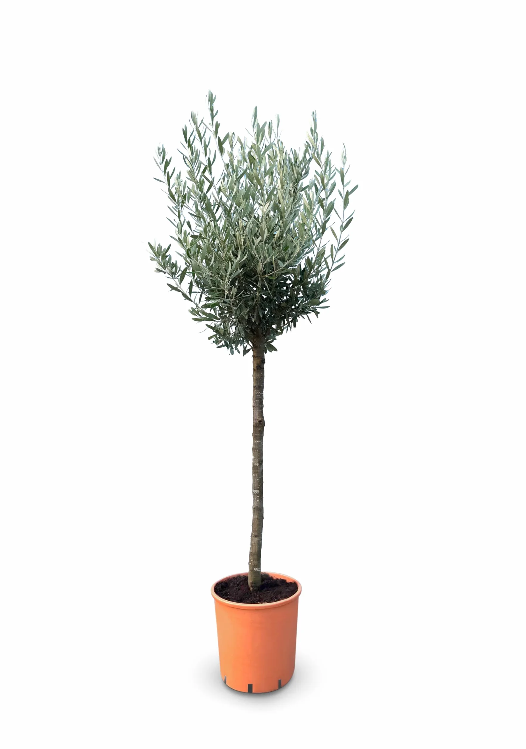 GreenWorld Drzewo Oliwkowe 160 cm Mrozoodporne do -18 C Olea Europaea Do Ogrodu