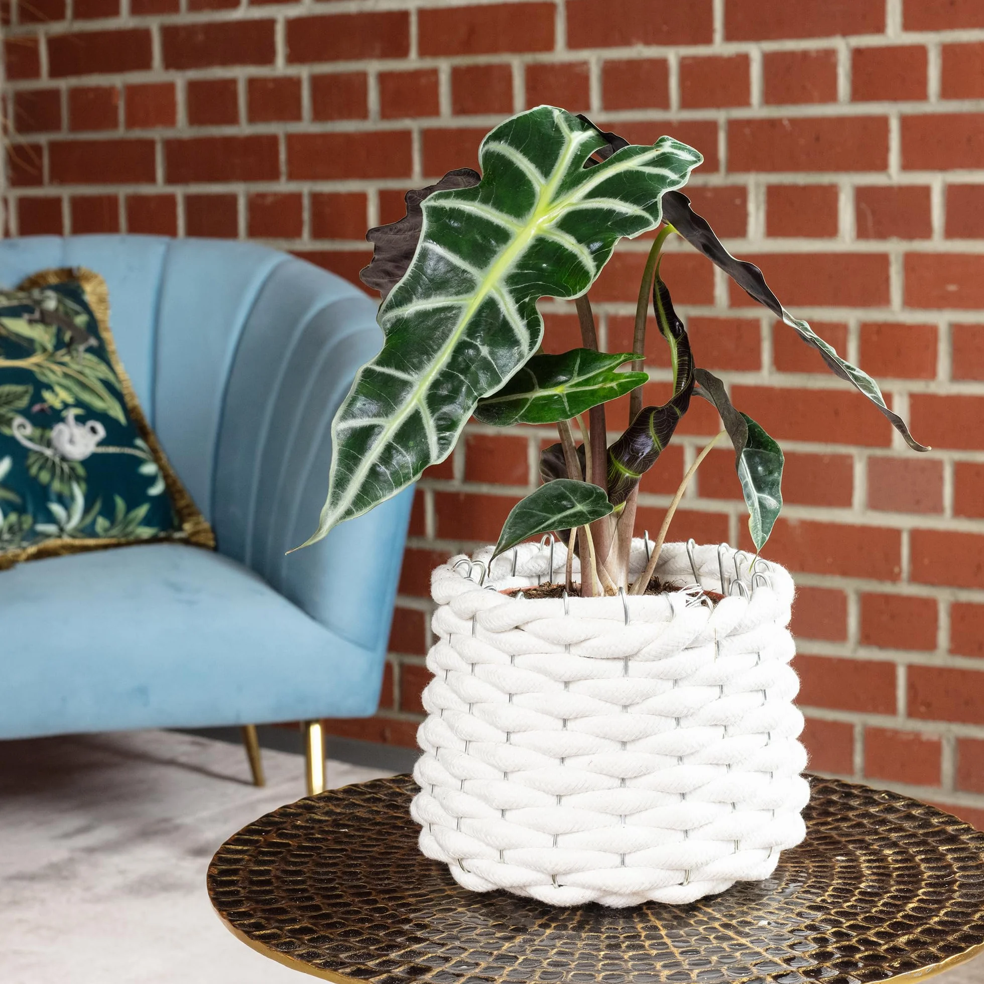 Arrow - prawdziwa roślina pokojowa, alocasia 'Polly' - wysokość ok. 25 cm, średnica doniczki 12 cm