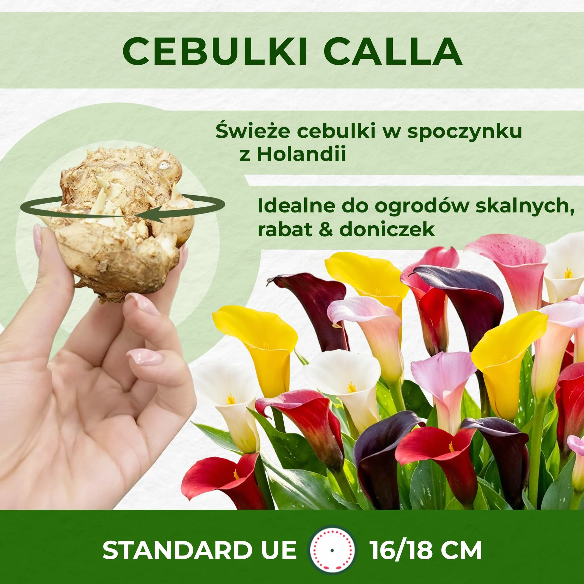 Cebulki żółtej pasji (żółte) Zantedeschia Calla Lily, 5 prawdziwych i dużych cebul, które rodzą więcej niż 5 kwiatów, idealna roślina ogrodowa, kwiatowe z Holandii (bez nasion i nie sztuczne)